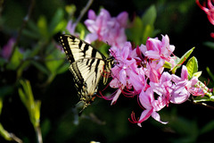 Papilio appalachiensis