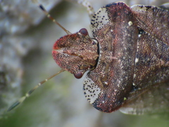 Dyroderes umbraculatus