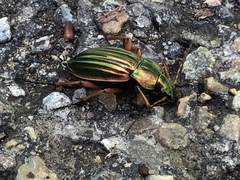 Carabus auratus