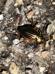 Carabus auratus
