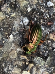 Carabus auratus