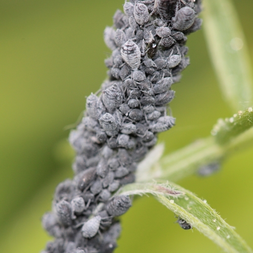 Tufted Vetch Aphid