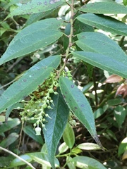 Leucothoe