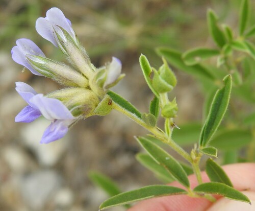 Image of Pediomelum reverchonii by (c) saltyhiker, some rights reserved (CC BY)