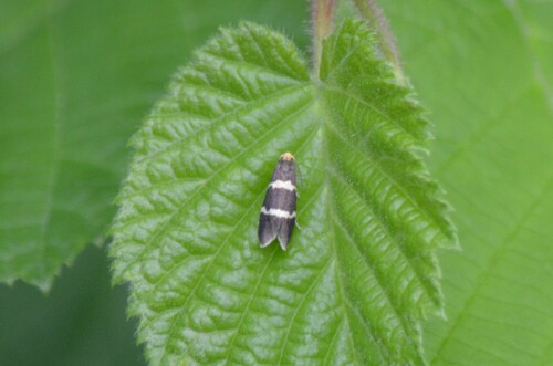 Lampronia flavimitrella