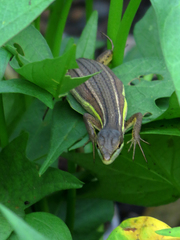 Takydromus stejnegeri