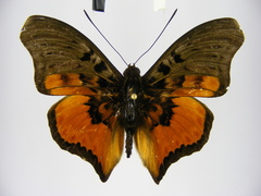 Euryphura congoensis