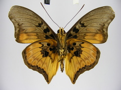 Euryphura congoensis