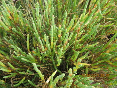 Salicornia littorea