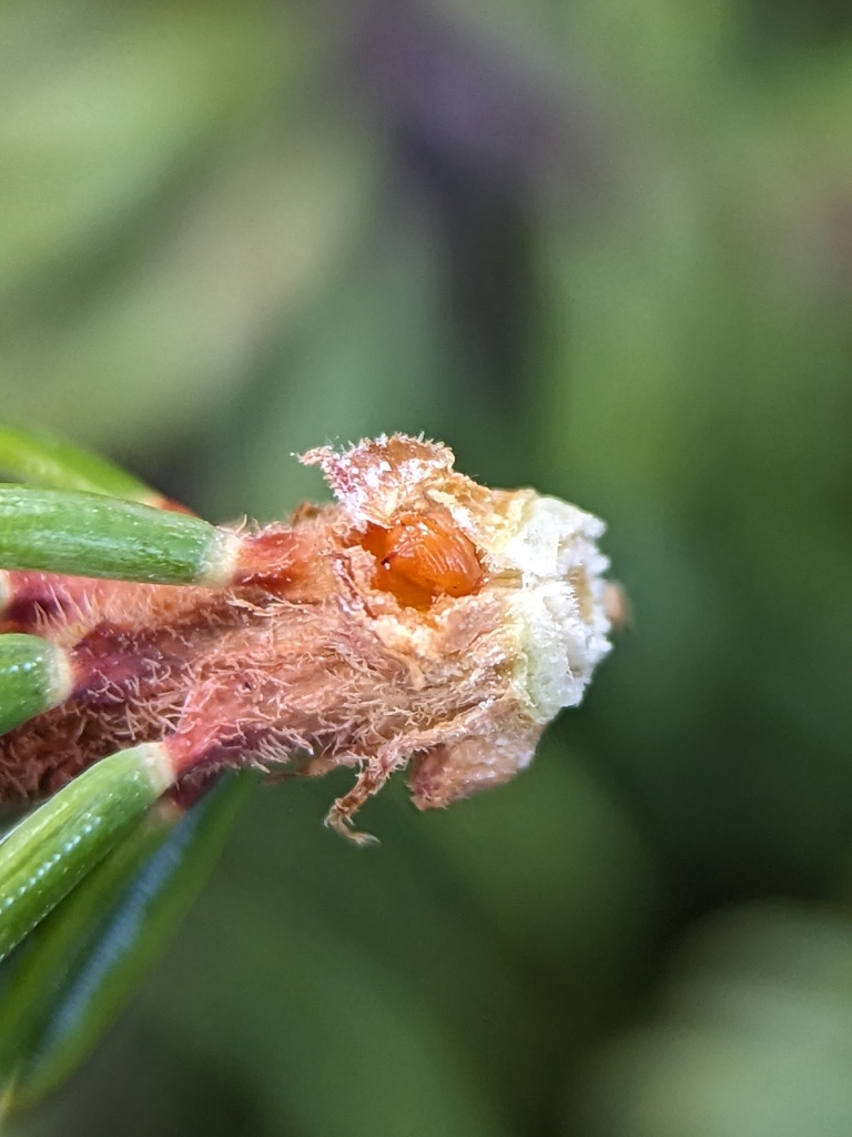 Gall and Forest Midges from Port Alsworth, AK 99653, USA on June 9 ...