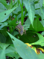 Takydromus stejnegeri