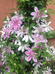 Clematis