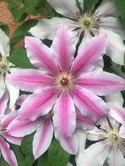 Clematis