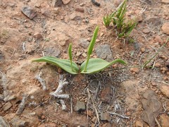 Ophioglossum polyphyllum
