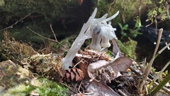 Monotropastrum humile