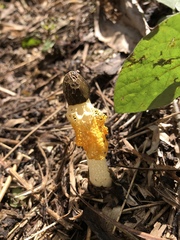 Phallus luteus