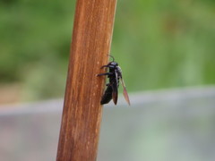 Xylocopa tranquebarorum