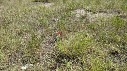 Hesperaloe parviflora