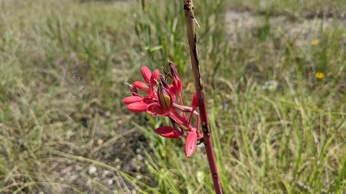 Image of Hesperaloe parviflora by (c) Joseph Aubert, some rights reserved (CC BY)