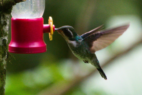 Eastern Wedge-billed Hummingbird