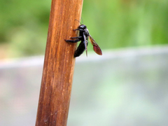 Xylocopa tranquebarorum