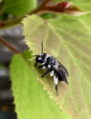 Andrena agilissima