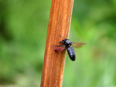 Xylocopa tranquebarorum