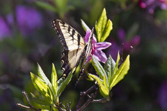 Papilio appalachiensis