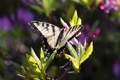 Papilio appalachiensis