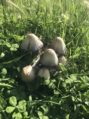 Fungi