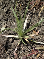 Centaurea solstitialis