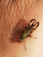 Otites lamed