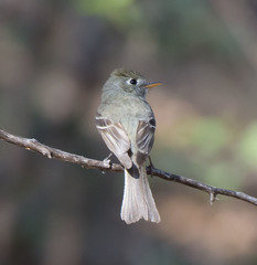 Empidonax affinis