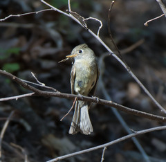 Empidonax affinis