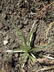 Centaurea solstitialis