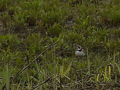 Charadrius semipalmatus