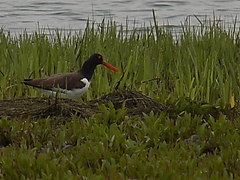 Haematopus palliatus