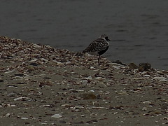 Pluvialis squatarola