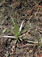 Centaurea solstitialis