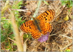 Melitaea aetherie