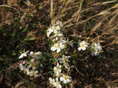 Chaenostoma halimifolium