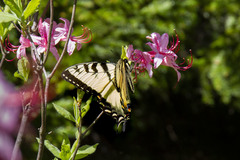Papilio appalachiensis
