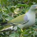 African Green Pigeon - Photo (c) qgrobler, some rights reserved (CC BY-NC)