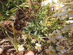 Chaenostoma halimifolium