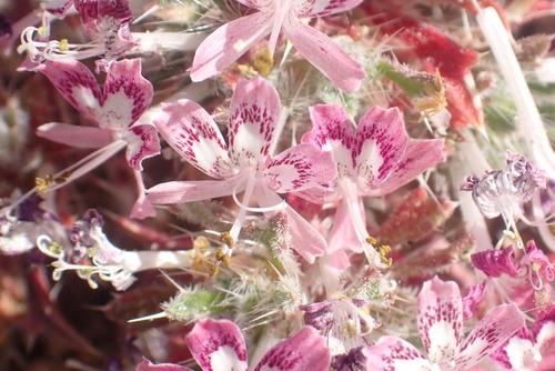 Image of Loeseliastrum matthewsii by no rights reserved