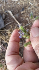 Phacelia bombycina