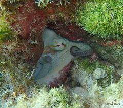 Octopus insularis