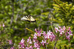 Papilio appalachiensis