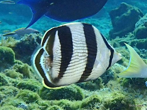 Banded Butterflyfish