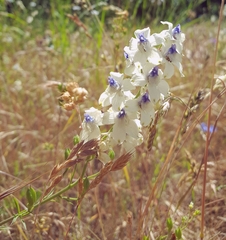 Delphinium leucophaeum